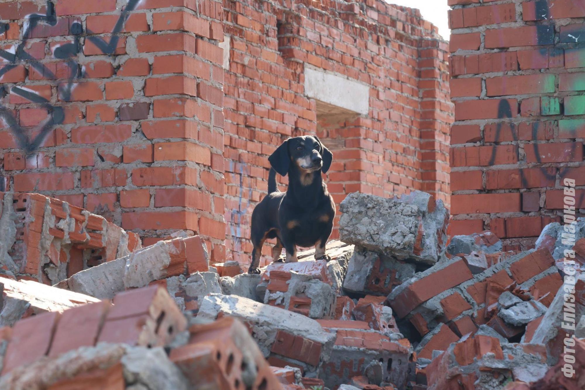 В мережі з’явилися фото маленької собаки-рятувальника