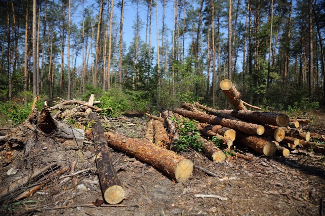 Вырубка леса в Пуща-Водице