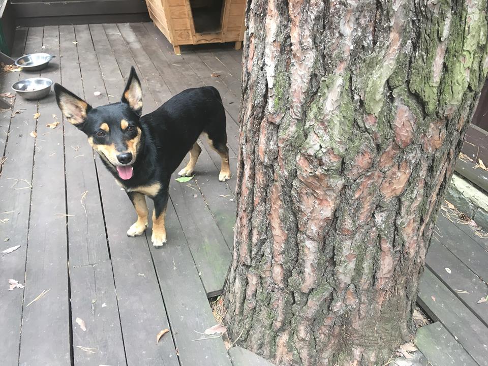 Лидера "Другої ріки" покусала собака: детали истории с бешенством