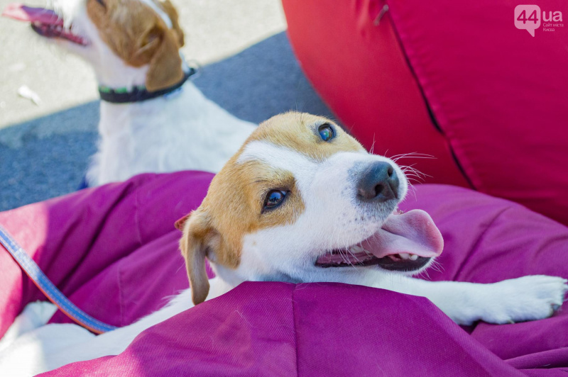 У Києві пройшов парад собак породи джек-рассел-тер'єр (фото)