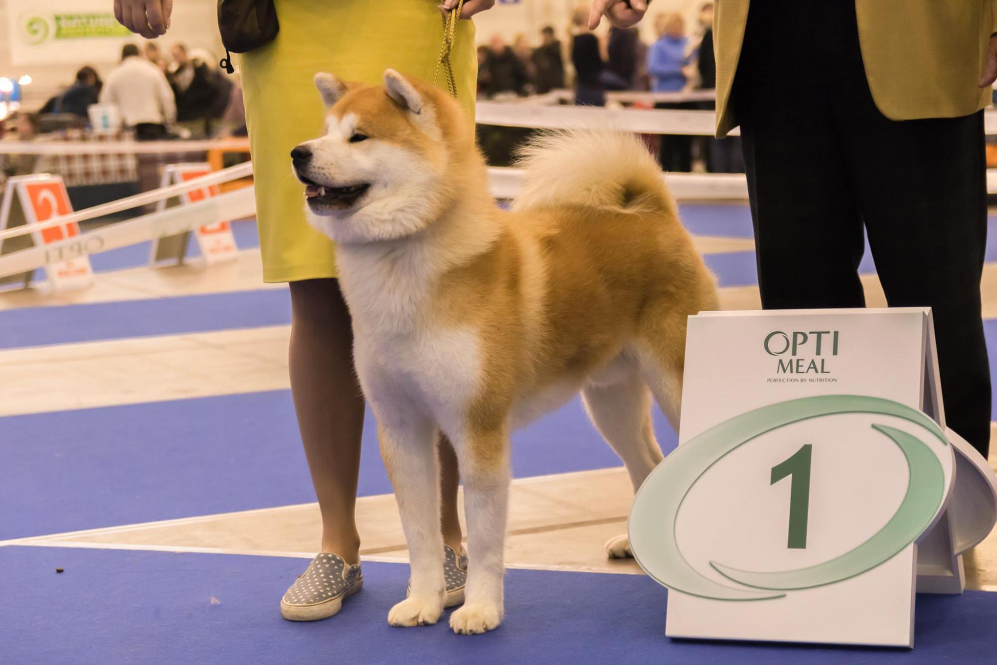 OptiMeal став офіційним спонсором "Євро Дог Шоу – 2017"