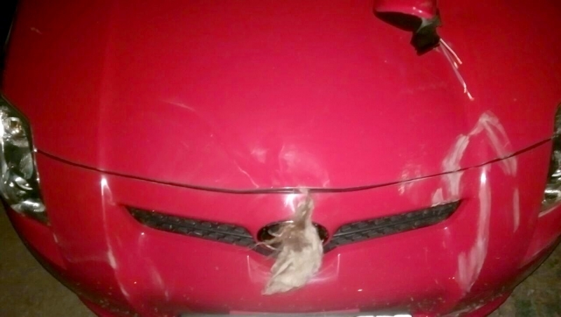 Видеорегистратор заснял, как стадо верблюдов затоптало машину