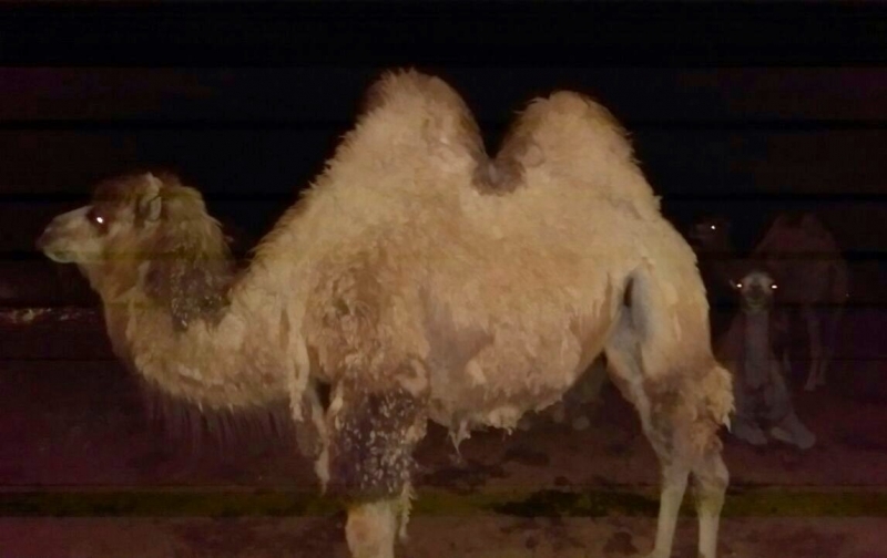 Видеорегистратор заснял, как стадо верблюдов затоптало машину