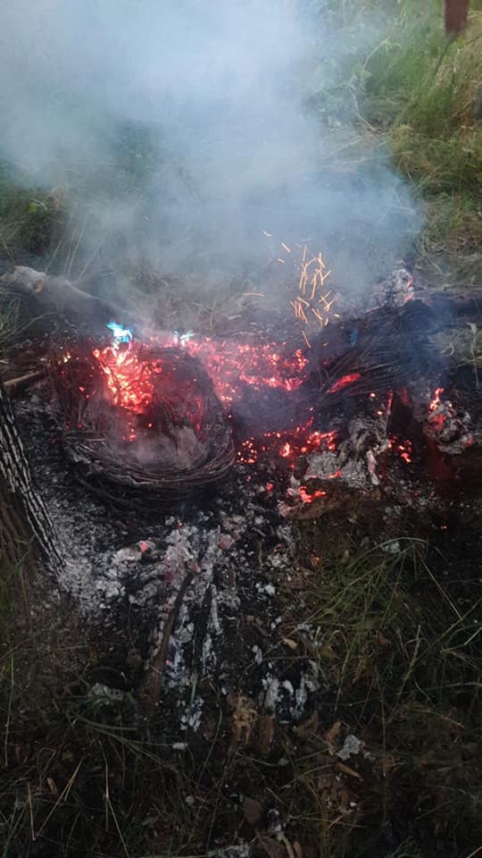У Києві кілька разів намагалися підпалити унікальну ділянку природи: місцеві б'ють на сполох (фото)