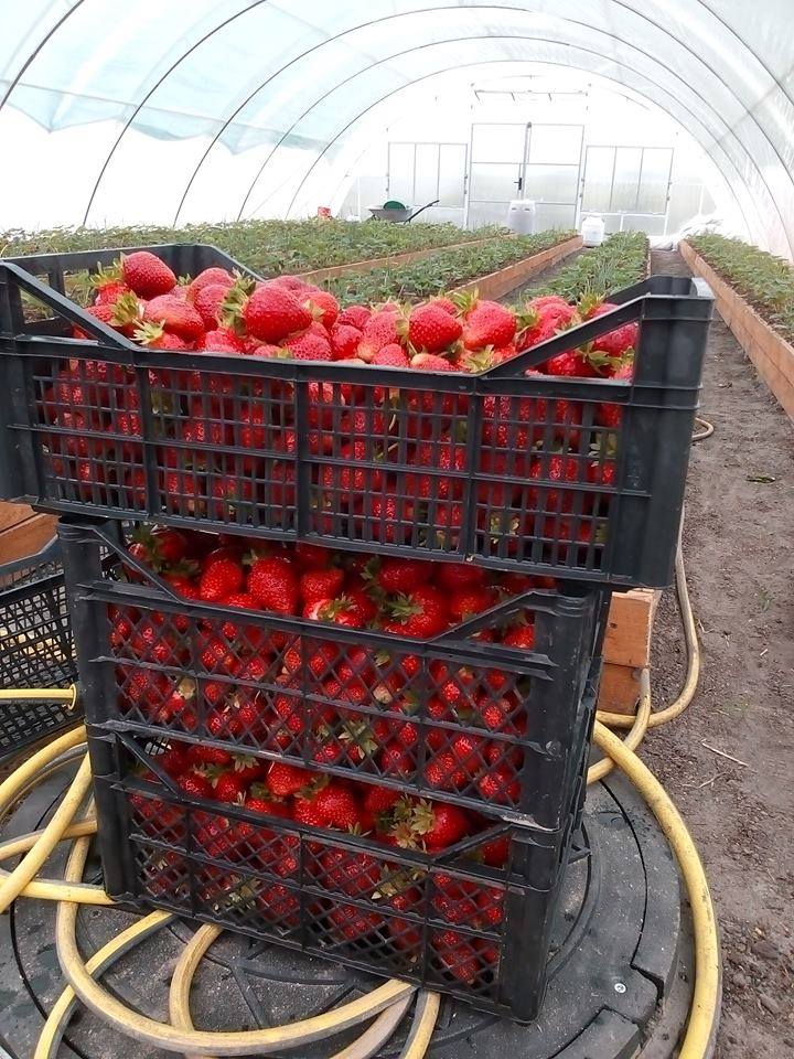 "Вирішальним став один випадок": як АТОвець зміг побудувати успішний бізнес на полуниці