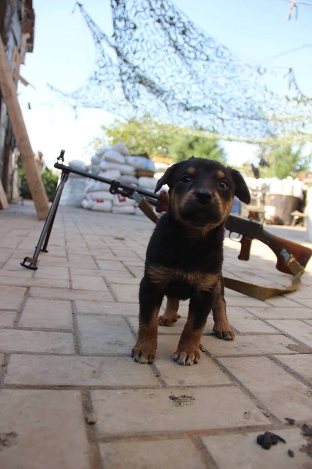 Пушистики в АТО: усатые побратимы украинских воинов (фото)