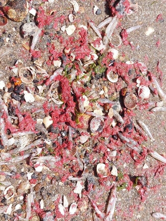 В Азовське море потрапило багато фарби: гине риба, людям заборонили купатися (фото)