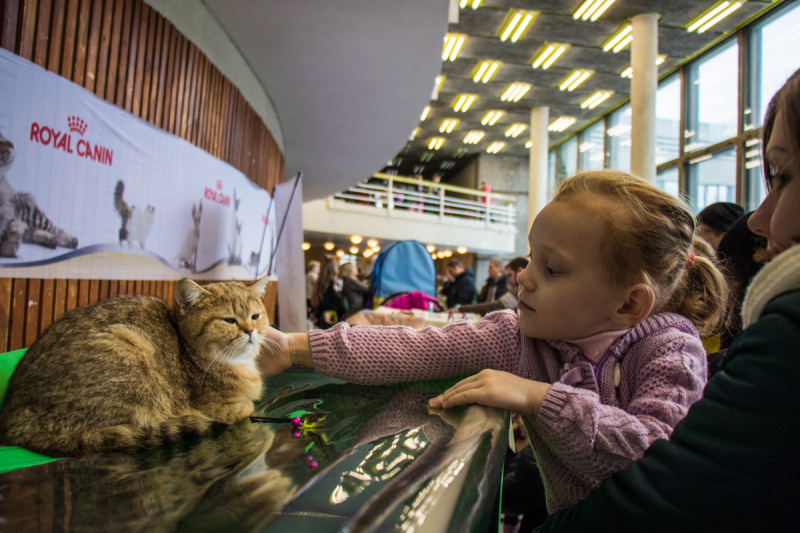 Пушистые экспонаты из разных стран: в Киеве проходит выставка кошек
