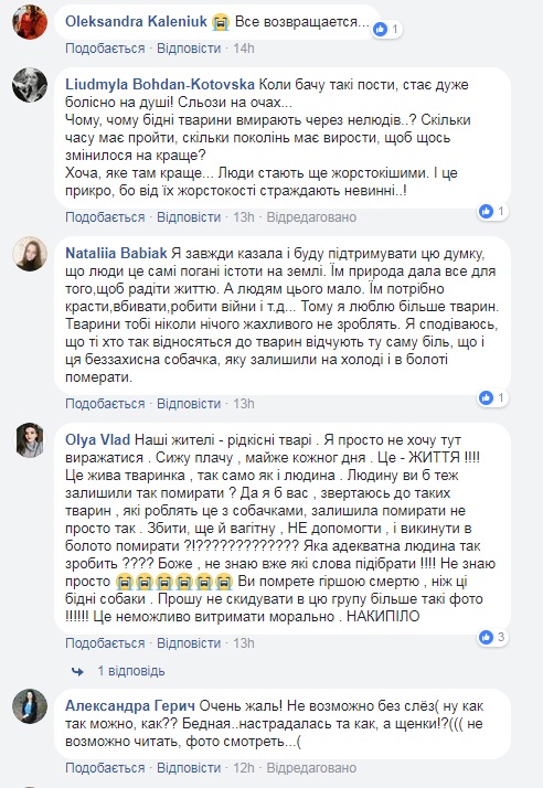"Респект вам величезний": в Ужгороді "копи" відчайдушно боролися за життя збитої вагітної собаки