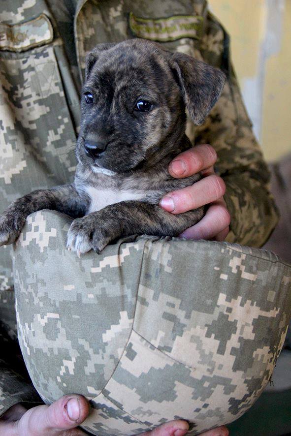 Пушистики в АТО: усатые побратимы украинских воинов (фото)