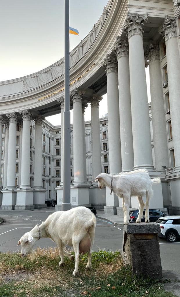 У центрі Києва кози паслися біля МЗС: курйозне фото