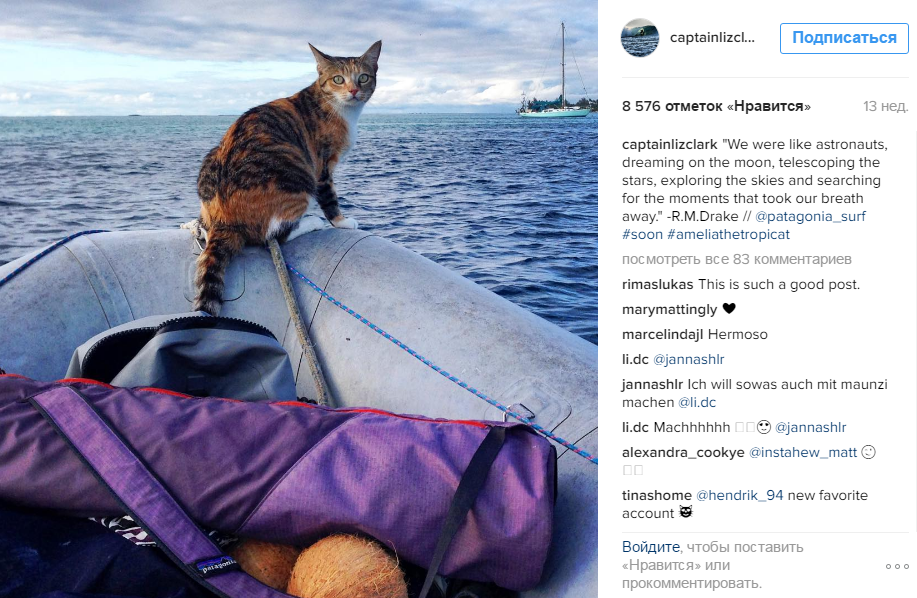 Кошка стала звездой Instagram благодаря морским путешествиям