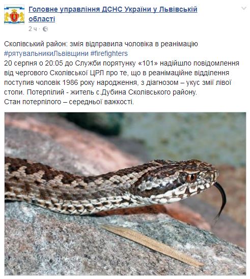 Во Львовской области мужчина попал в реанимацию после укуса змеи