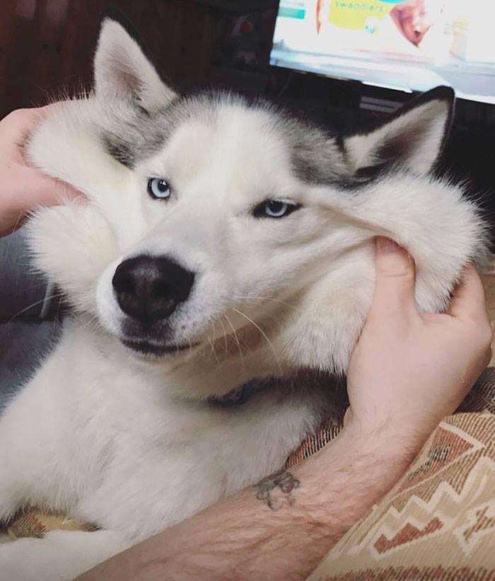 Эти собаки-улыбаки сделают ваше утро (реальные фото)