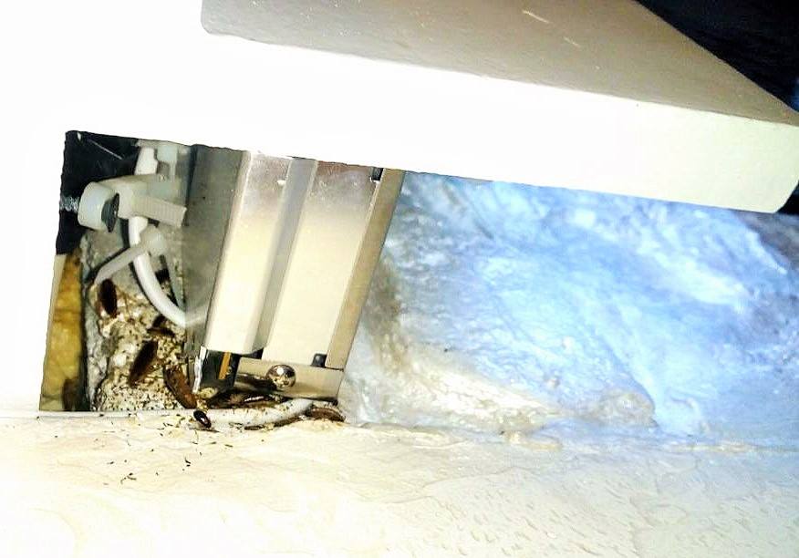 "Їх тут дуже багато": у ресторані одного з ТЦ Києва завелися огидні "клієнти"