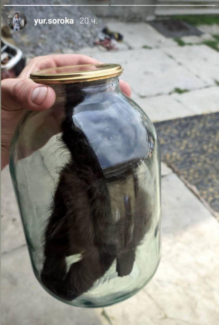 Під Львовом молодик запхав кошеня в банку: відео дуже розгнівало мережу