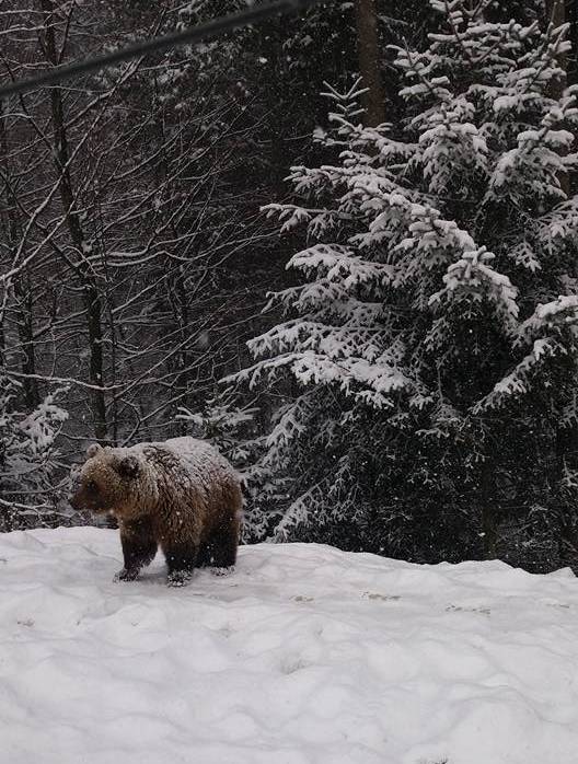 Гірка, сніг, радість: закарпатські ведмеді не впали в сплячку, але не сумують