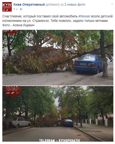 В Киеве на автомобиль рухнуло дерево, оставив его целым