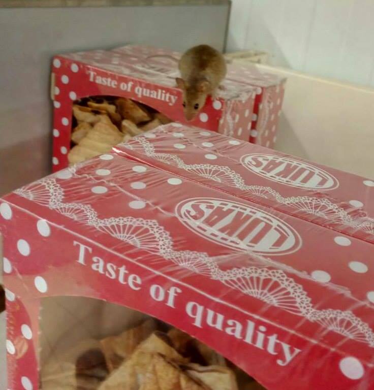 "Рататуй": в столичном супермаркете "поселился" грызун