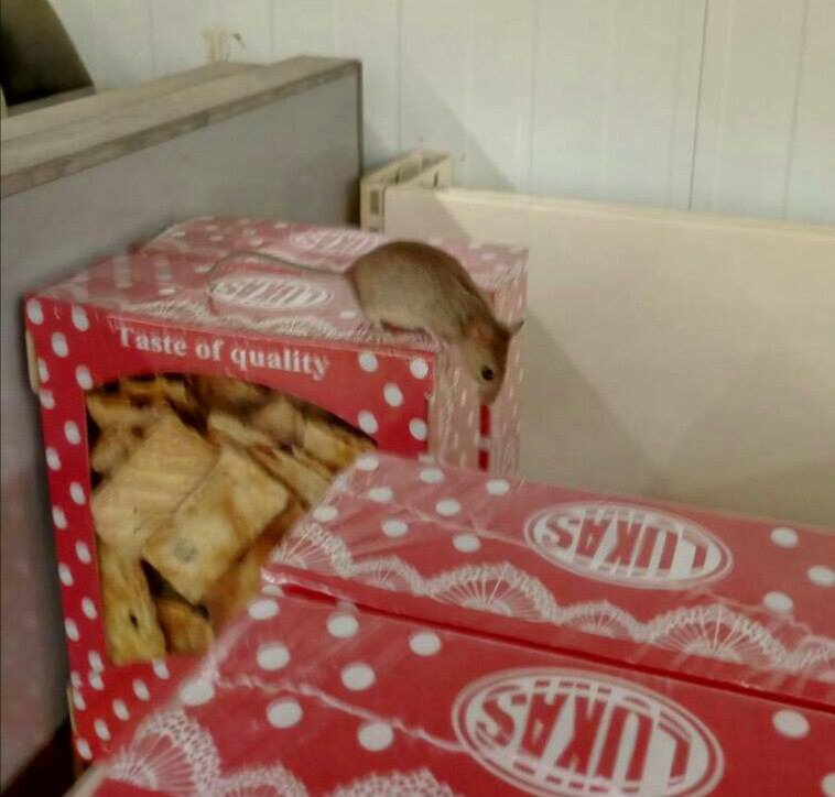 "Рататуй": в столичном супермаркете "поселился" грызун