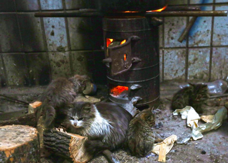 Бездомні коти і повна розруха: в мережі показали фото авдіївської "промки"