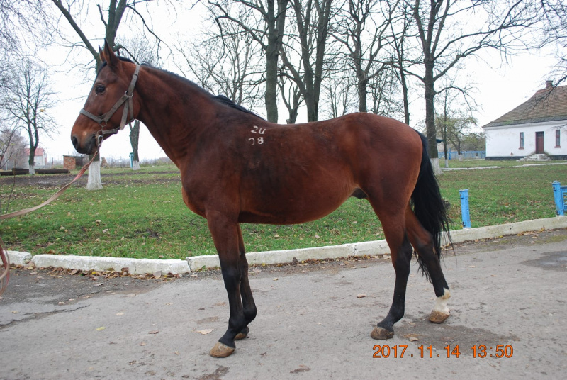 &quot;Інакше на м'ясокомбінат&quot;: в мережі просять терміново допомогти коням