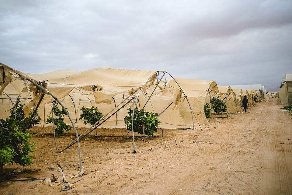 Фермерское чудо: как в Израиле выращивают овощи и фрукты в условиях изнурительной жары в пустыне