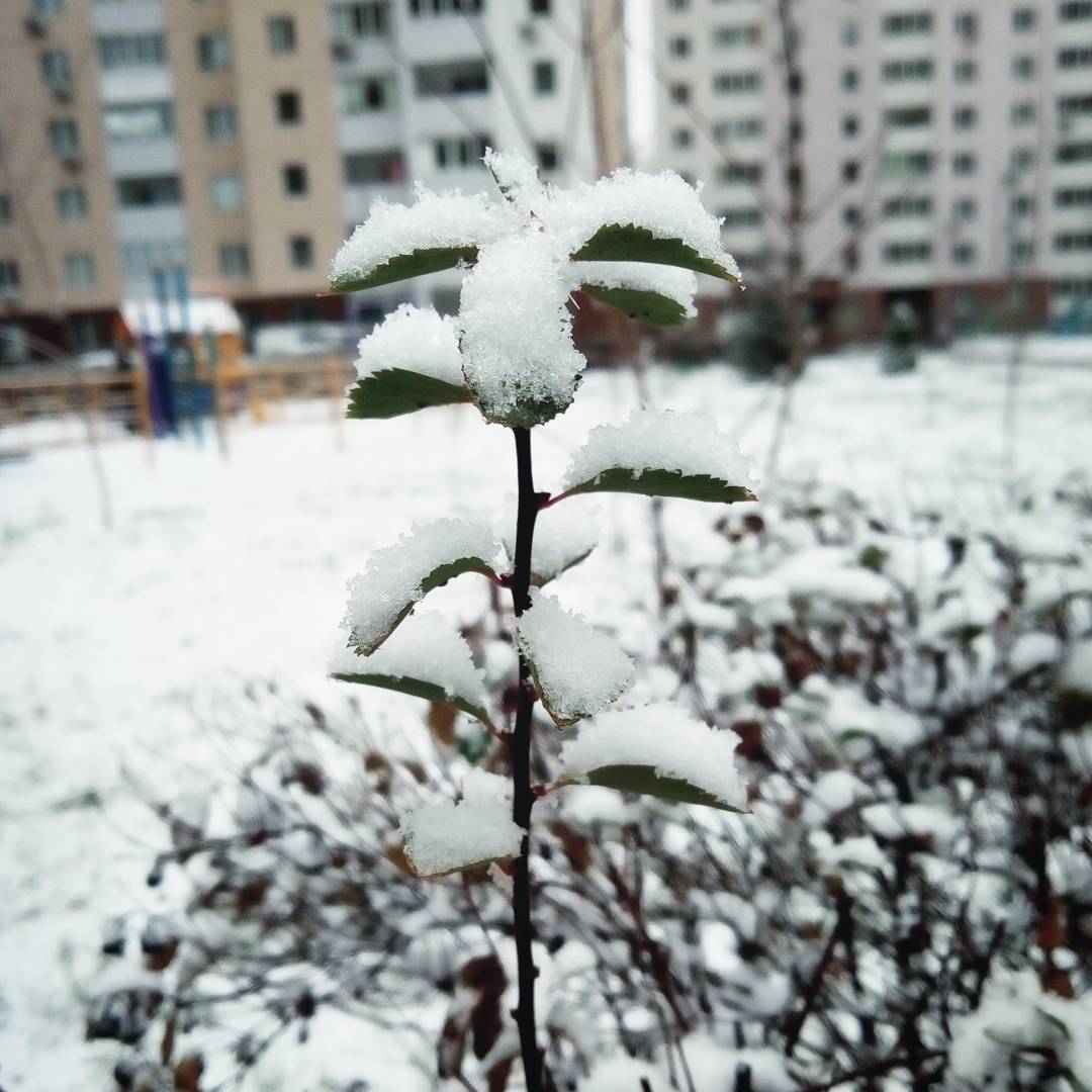 Біліше білого: казкові фото засніженого Києва