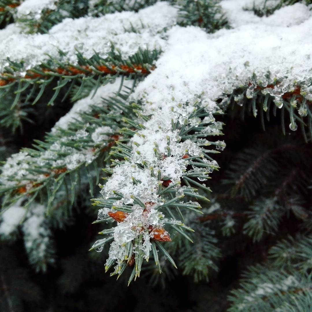 Біліше білого: казкові фото засніженого Києва