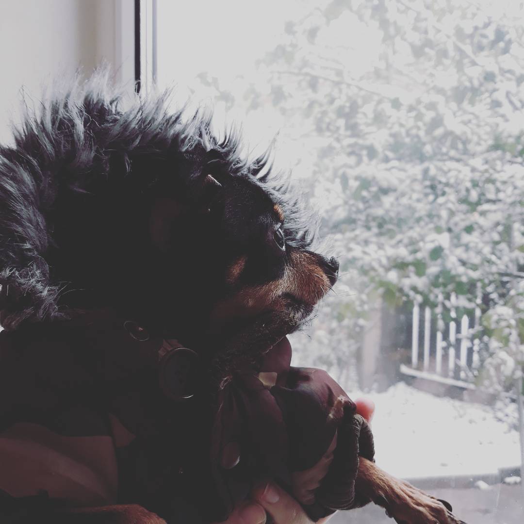 Біліше білого: казкові фото засніженого Києва