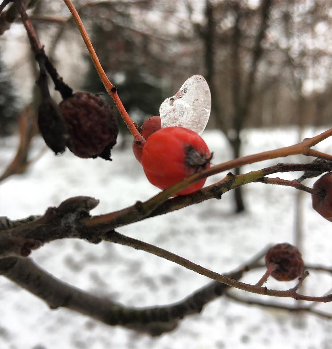 Біліше білого: казкові фото засніженого Києва
