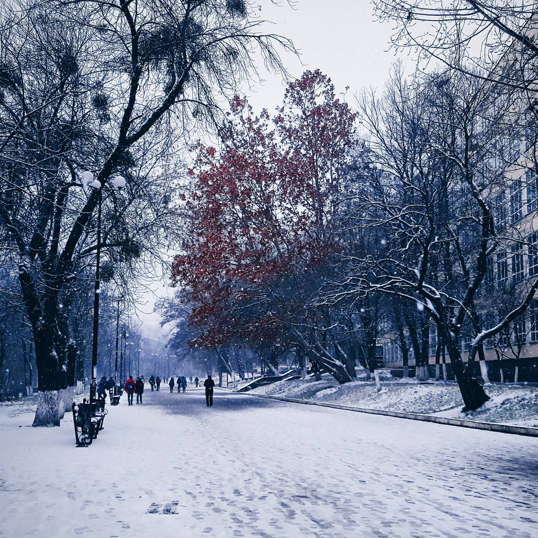 Біліше білого: казкові фото засніженого Києва