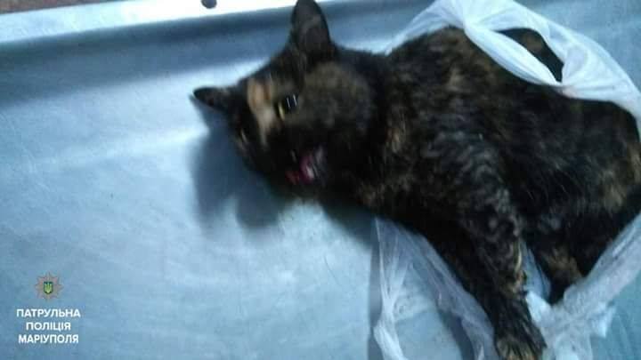 "Не смогли пройти мимо несчастного животного": в сети рассказали о поступке мариупольских патрульных