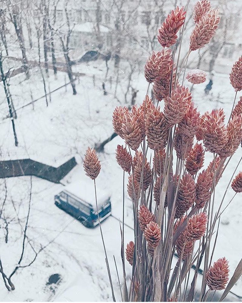 Біліше білого: казкові фото засніженого Києва