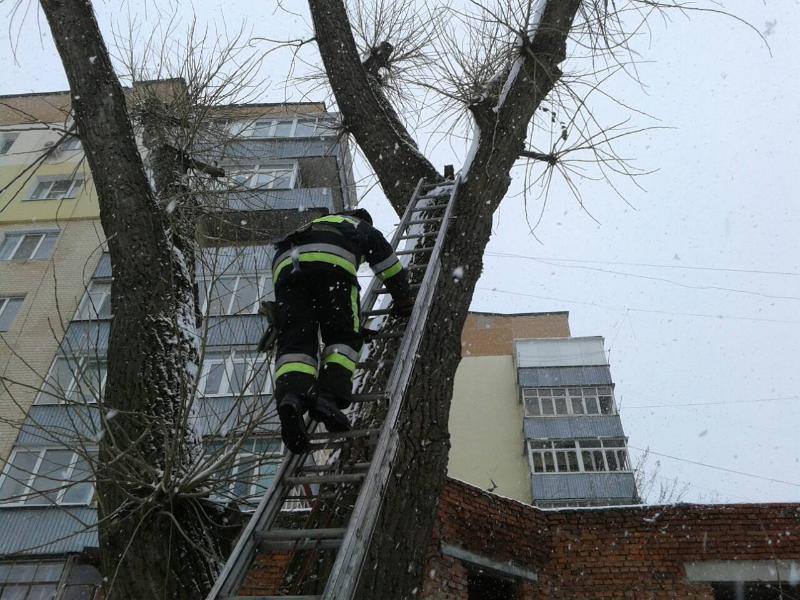 Не дали замерзнути: у Хмельницькій області рятувальники зняли з дерева кота