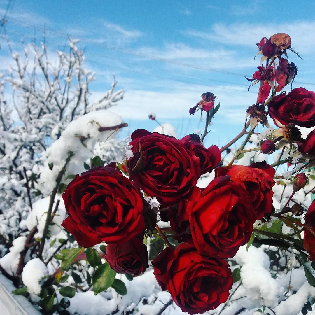 Зима в Карпатах: приголомшливі сніжні селфі від українців