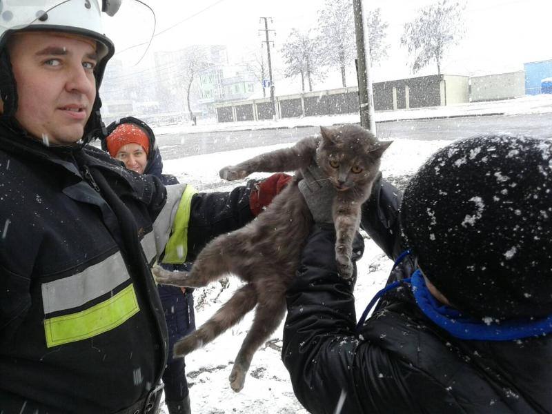 Не дали замерзнути: у Хмельницькій області рятувальники зняли з дерева кота