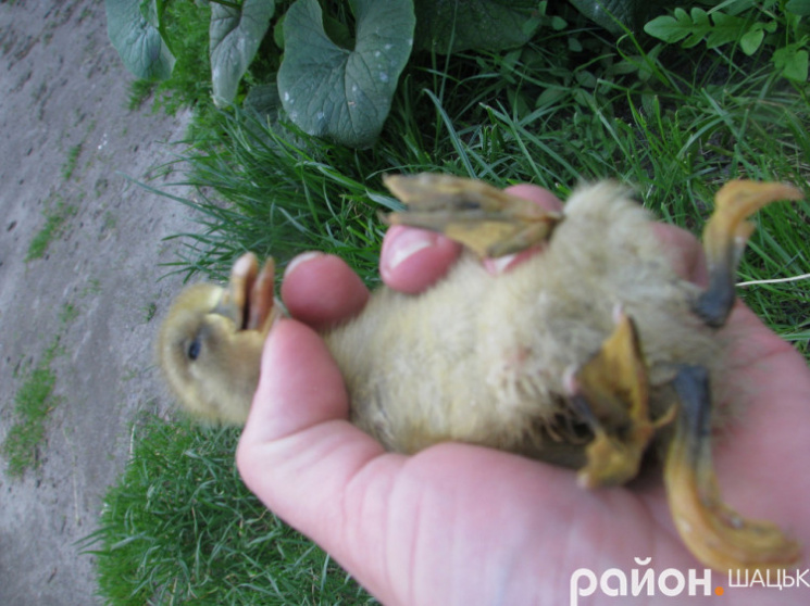У Волинській області народилося каченя з чотирма лапами