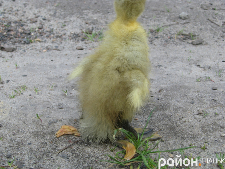 У Волинській області народилося каченя з чотирма лапами