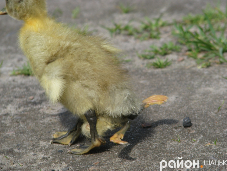 У Волинській області народилося каченя з чотирма лапами