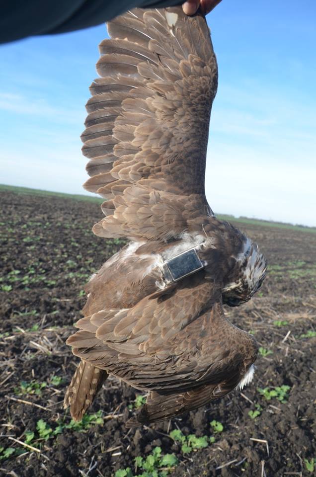"Просто так, ради забавы": в Одесской области браконьеры застрелили краснокнижного сокола (фото)
