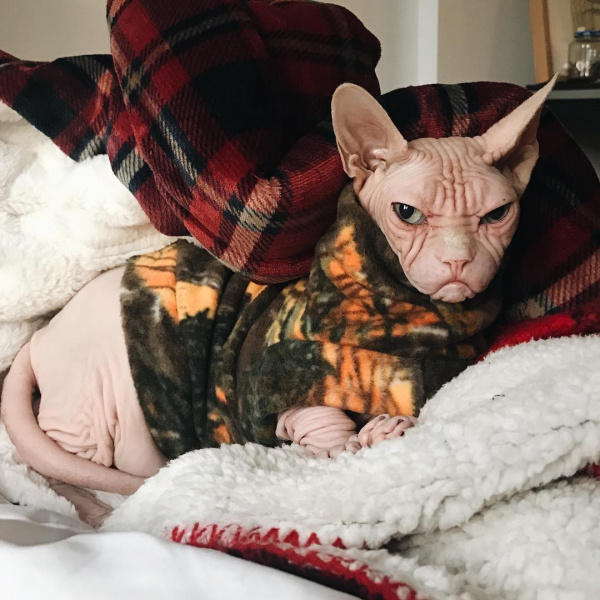 "Самий злий кіт у світі" став новою інтернет-зіркою (фото)