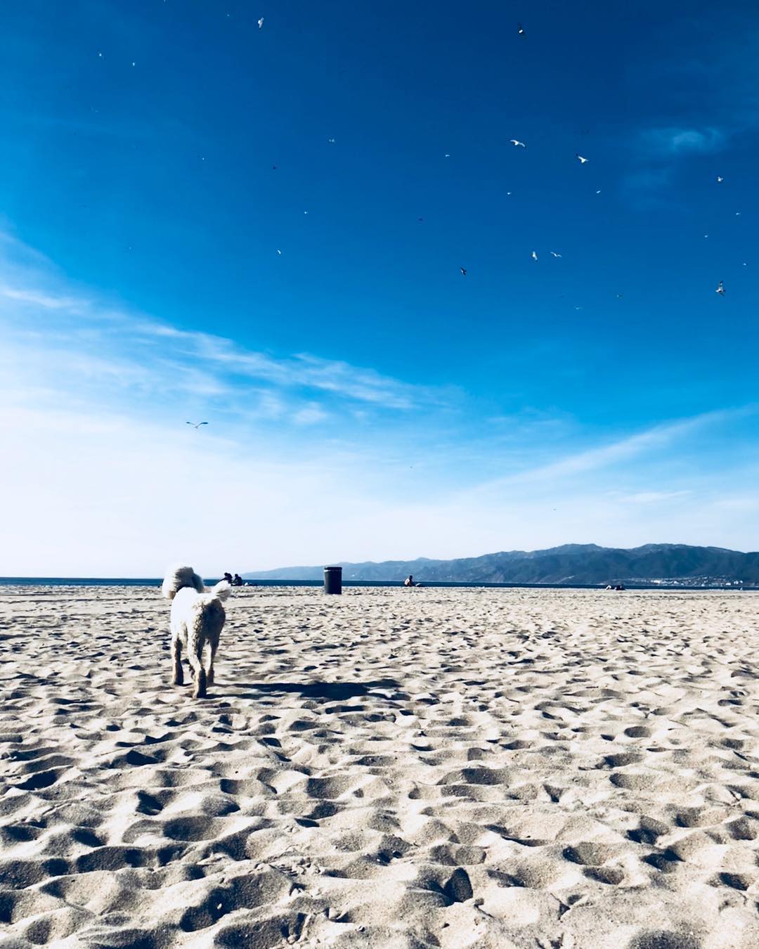 "Задумалась о съемках будущего фильма": Регина Тодоренко заинтриговала первыми фото из Лос-Анджелеса