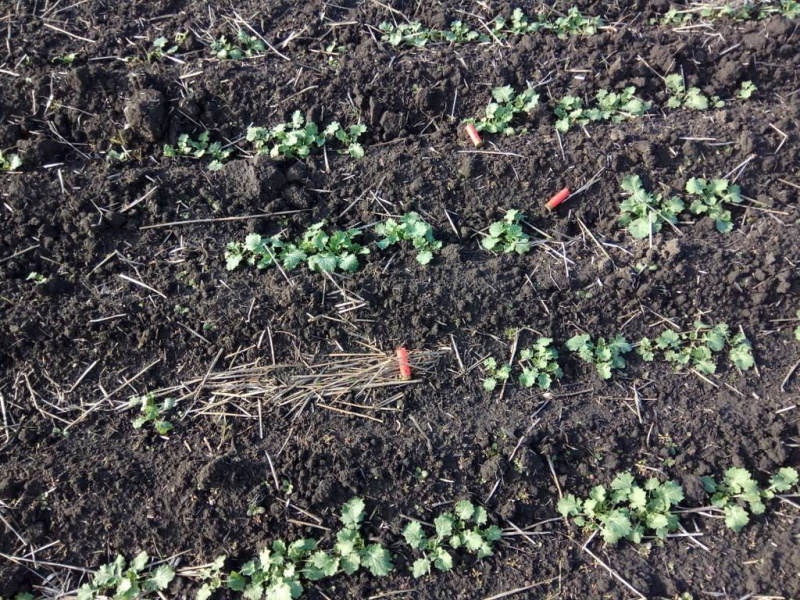 "Просто так, ради забавы": в Одесской области браконьеры застрелили краснокнижного сокола (фото)