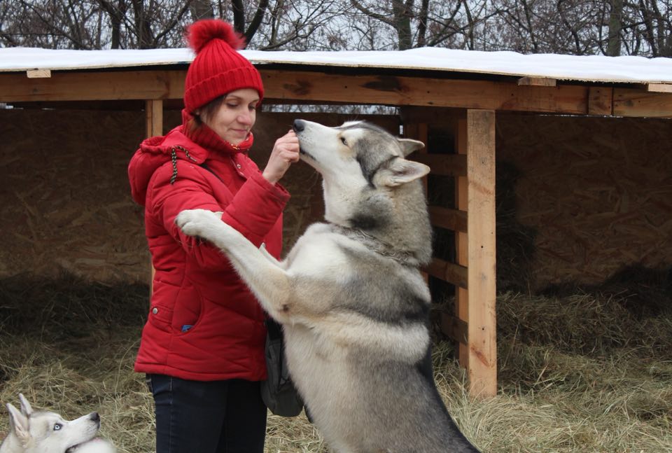 &quot;Ледниковый период&quot; в центре столицы: в Киеве открылся масштабный зимний фестиваль