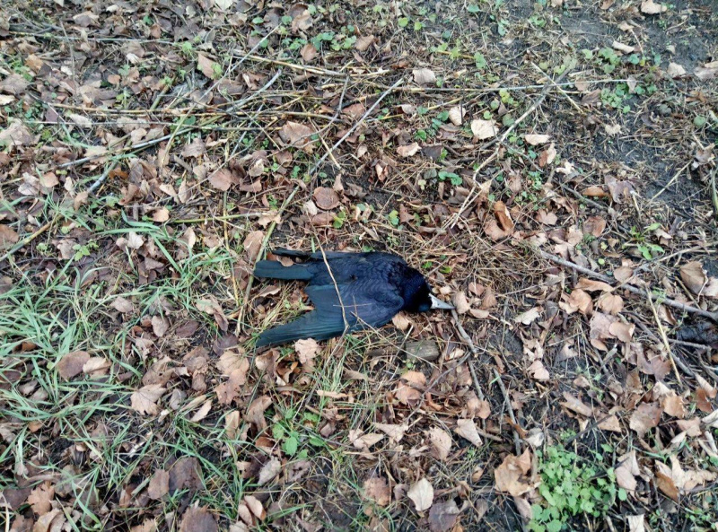 В центре Киева расстреляли птиц: стали известны ужасающие подробности