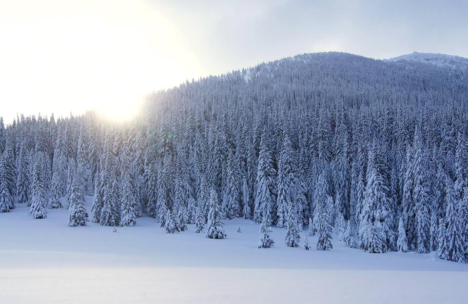 Не рубите елки: в сети показали невероятные фото лесных красавиц в Карпатах