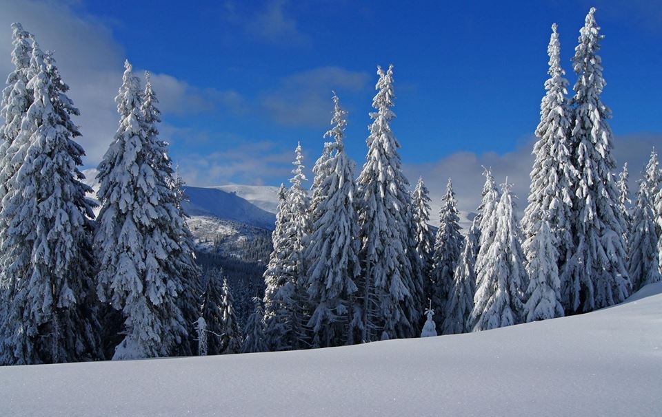 Не рубите елки: в сети показали невероятные фото лесных красавиц в Карпатах