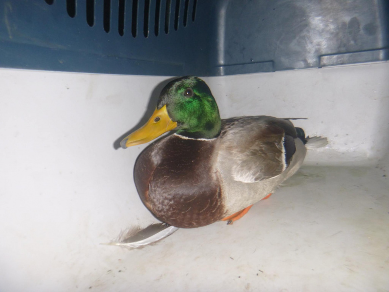 Сеть восхитила спецоперация по спасению утки в Киеве (фото)