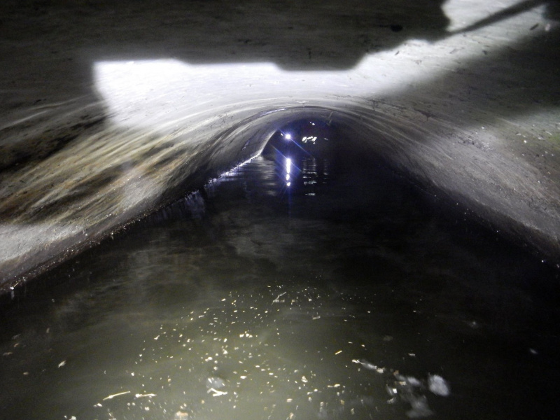 Сеть восхитила спецоперация по спасению утки в Киеве (фото)